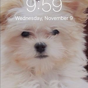 Meet your Posher, Ann